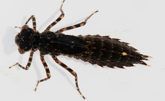 1790 Odonato Anisoptero.jpg